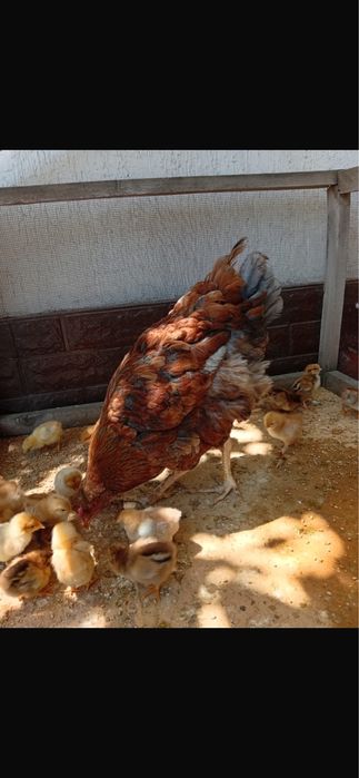 Продам куртцу с цыплятами