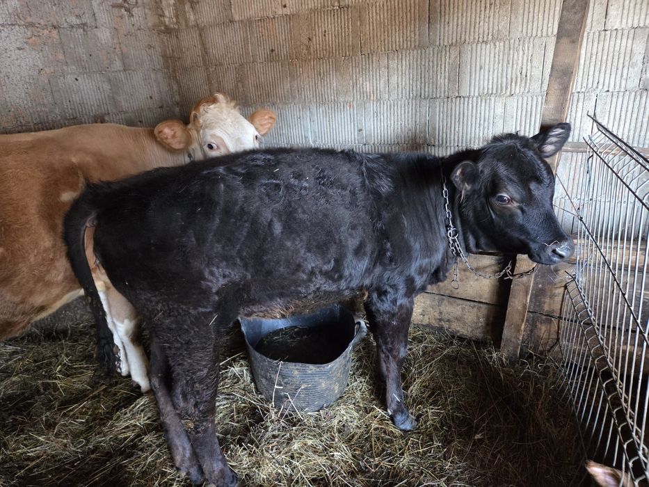 Vitică angus 5 lunii