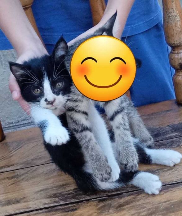 Отдам даром котенка.