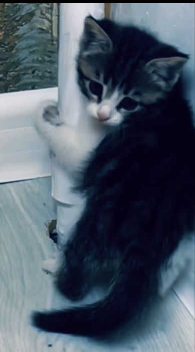 Отдам даром котенка