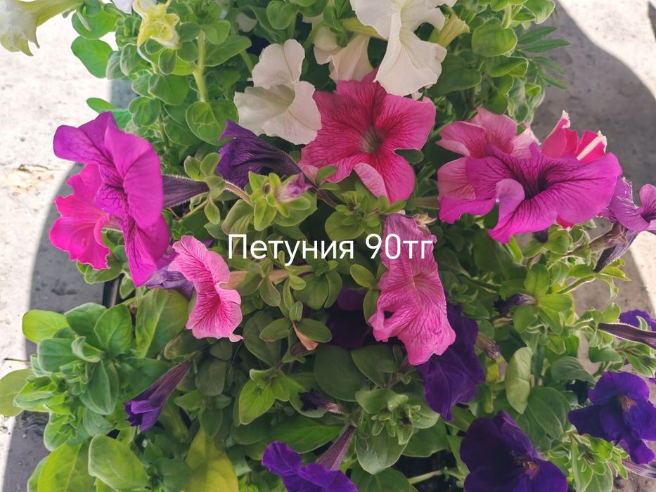 Продам цветы, комнатные и садовые.