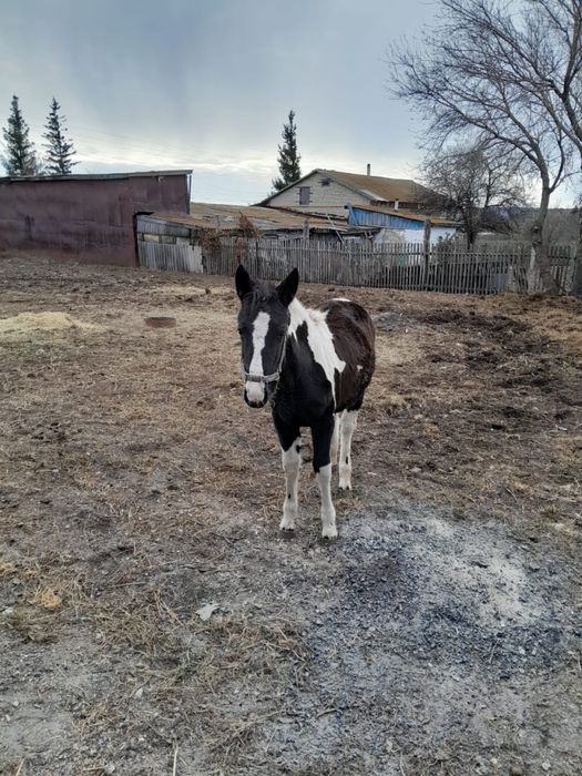 Продам лошадей разного возраста.