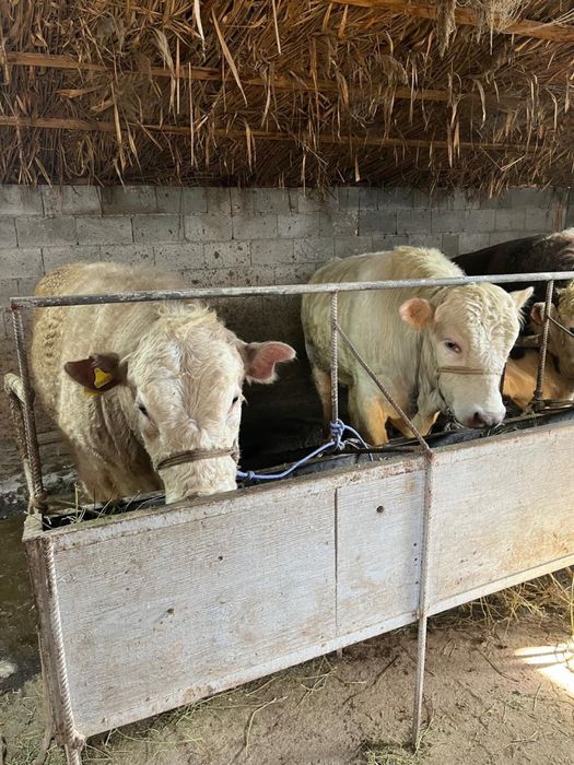 Срочно продаются бычки