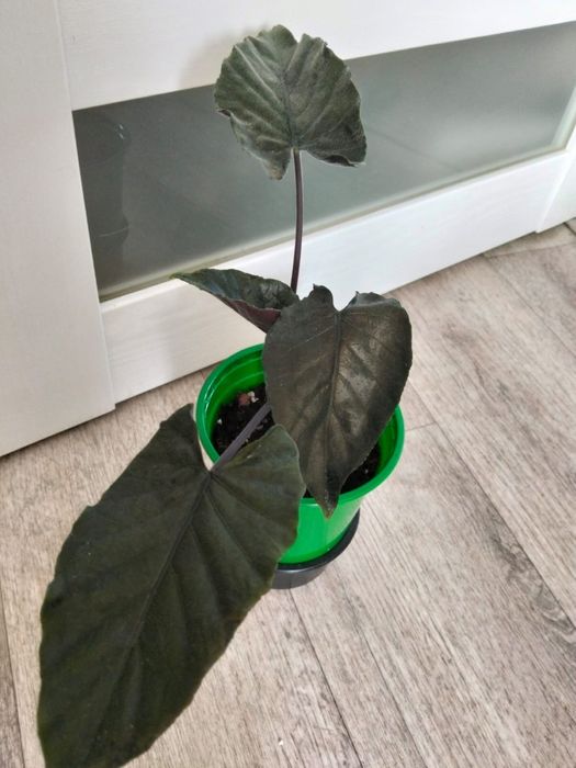 Продаются комнатные цветы