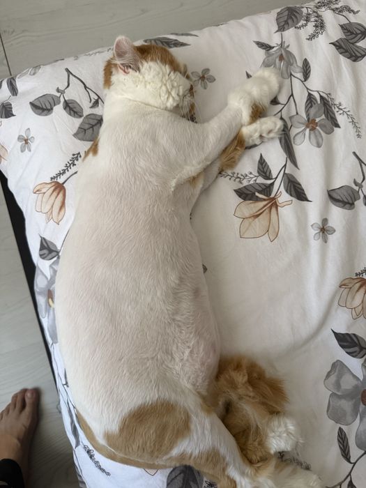 Отдам в хорошие руки кошку