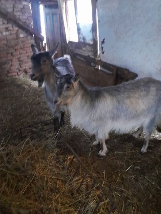 De vânzare două capre