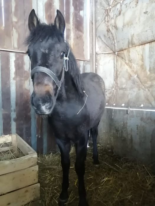 Срочно продам  жеребёнка кабыла