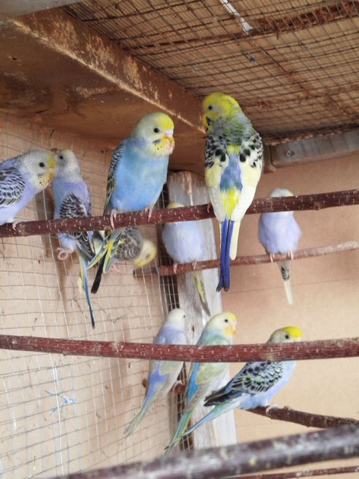 Радужные волнистые попугаи