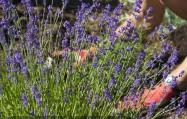 Лаванда осенью фото Лаванда осенью фото