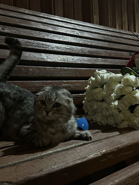 Кошка/Шотландская вислоухая