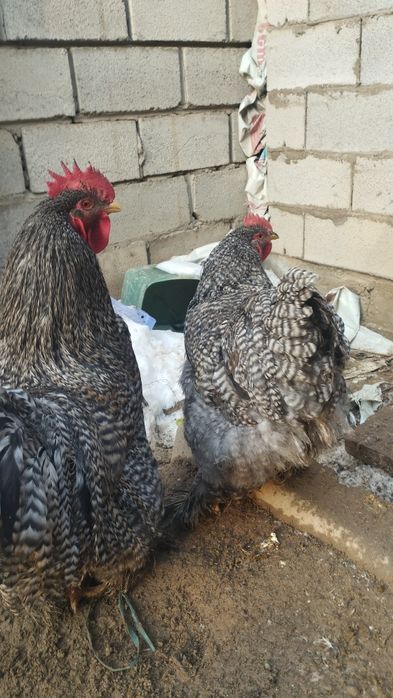 Кохинхины петухи