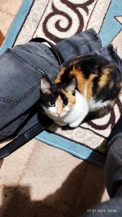 Отдам кошку в добрые руки бесплатно