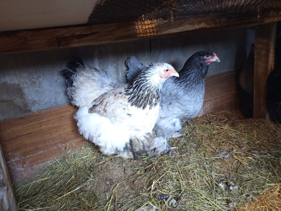 Инкубационные яйца