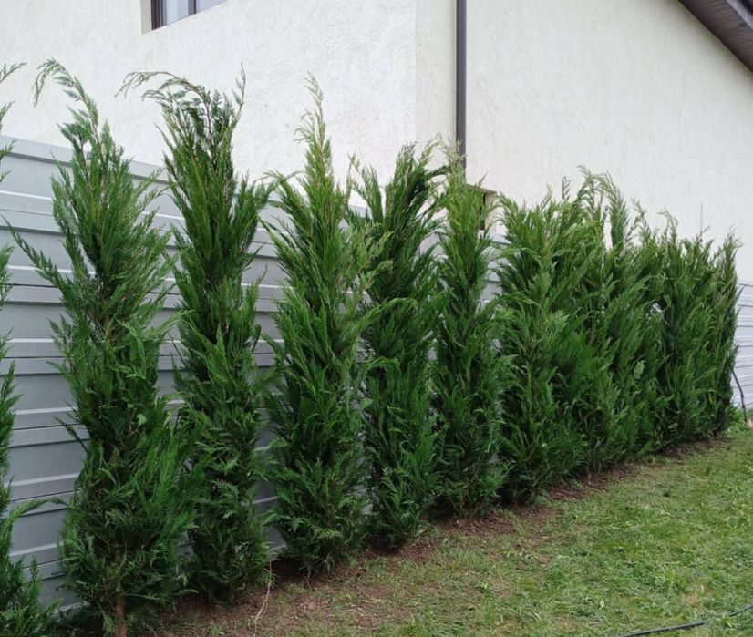 Leylandii chiparos 1–4m ideal pentru gard viu