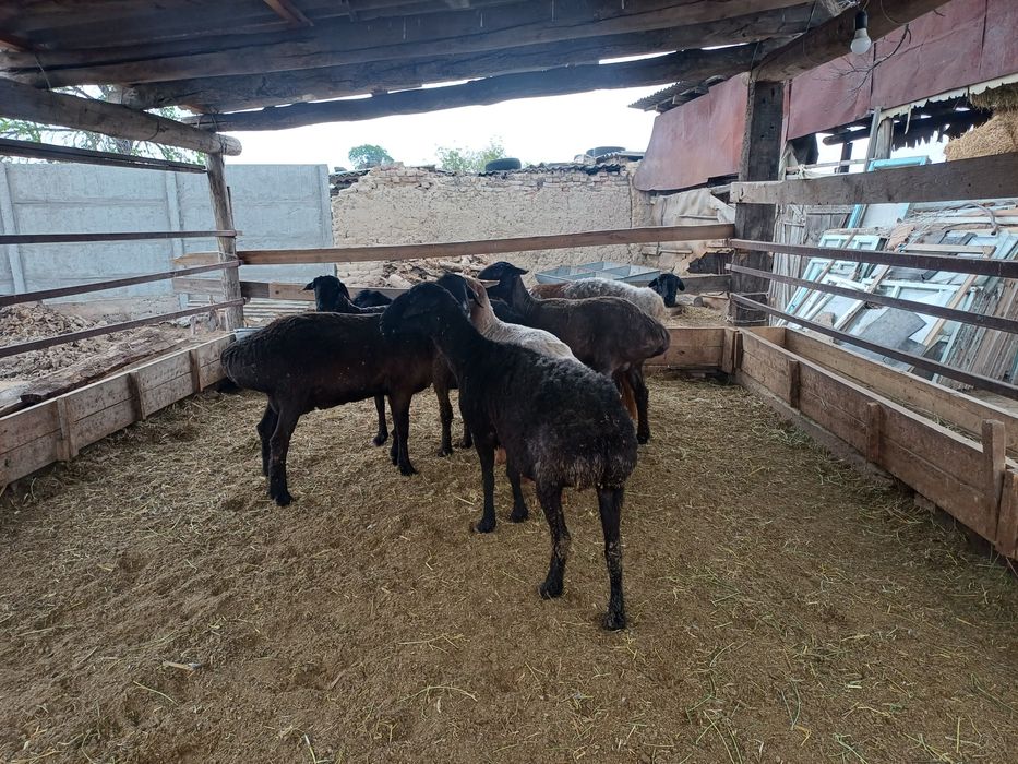 Семіз саулық қойлар сатылады