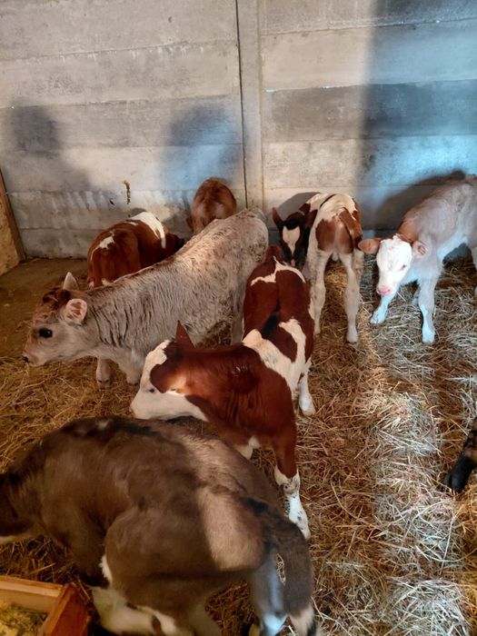 Vand 5 vitei 4 mascult si 1 femela