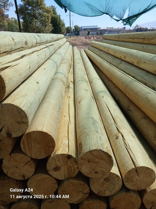 Taxta , Sasna Yog'ochi