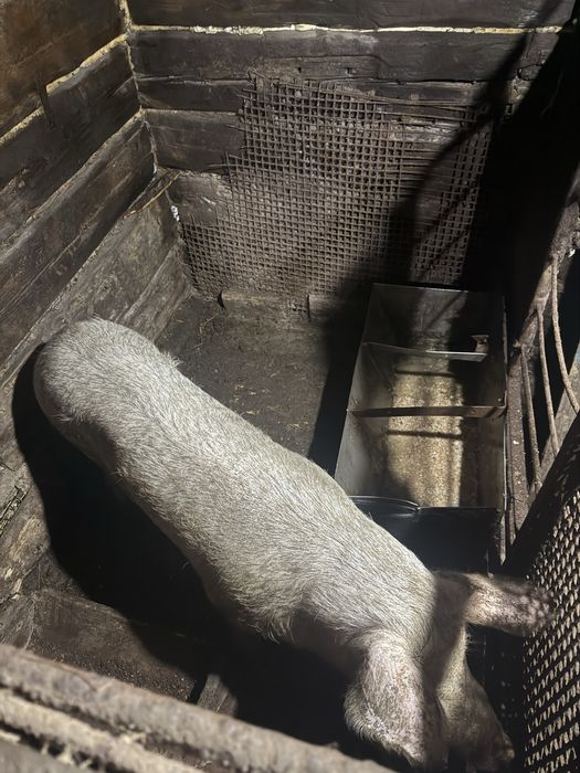 Продам хорошую свиноматку