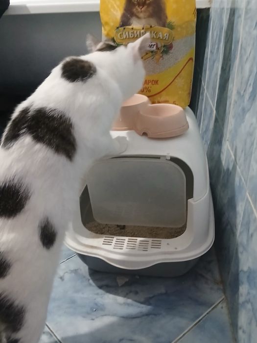 Кошка среднего роста с едой исла током