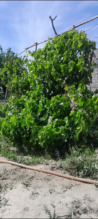 Сабалақта дача сатылады