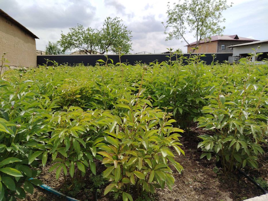 Pion kochat sotaman dexqonchili