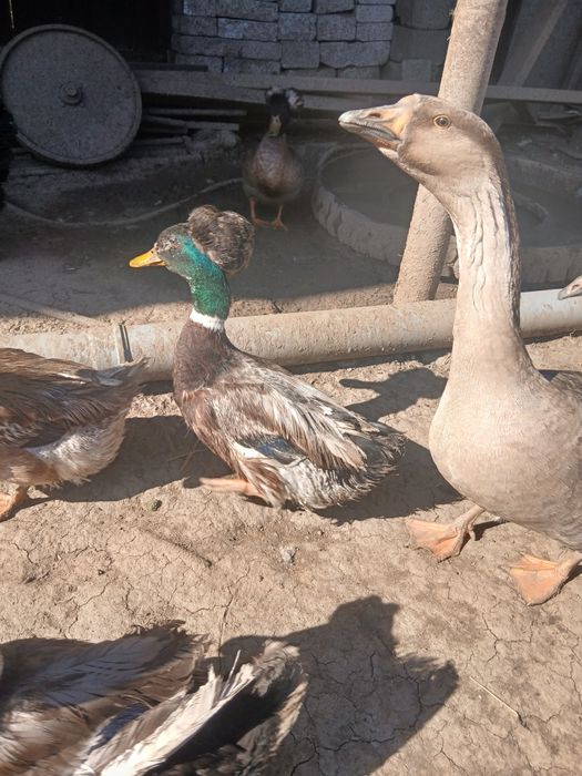 Oua de rata motata pt incubat