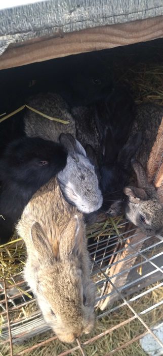 Iepurași de 5 săptămâni