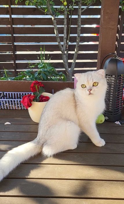Baiat superb scottish fold cu pedigree