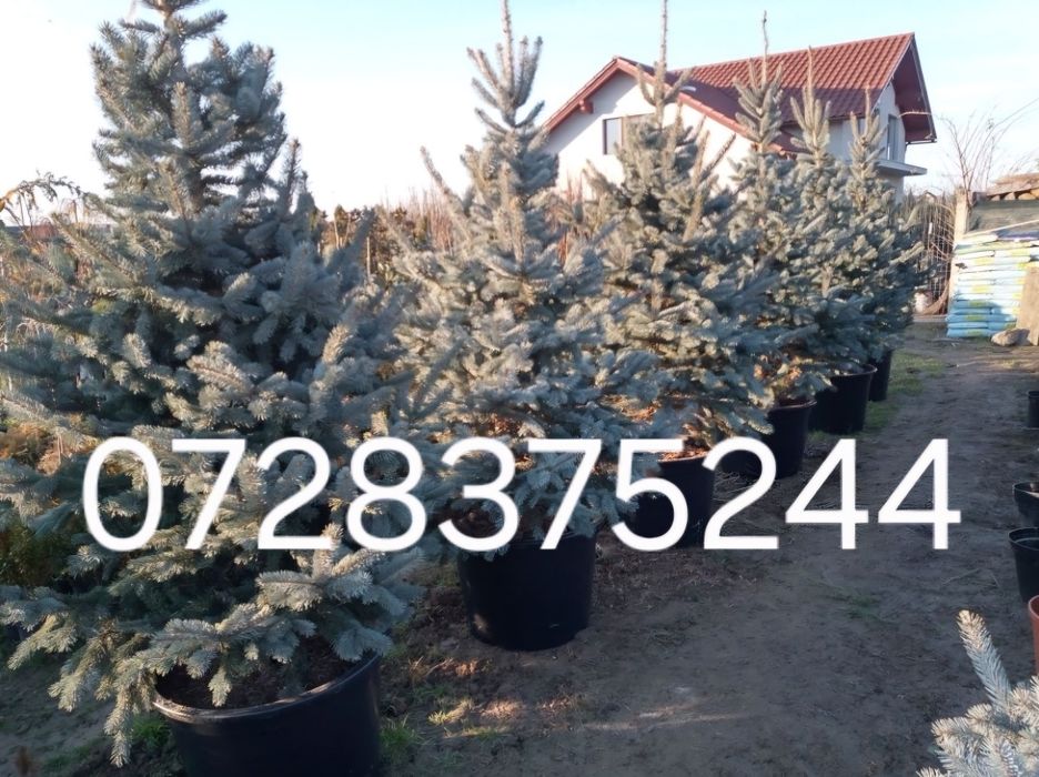 Leylandii chipaross amenajări grădini