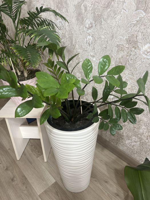 Продается комнатные растения