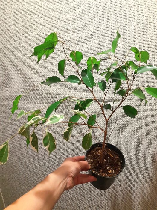 Продам Замиокулькас