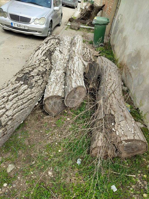 Трупи Дървен материал