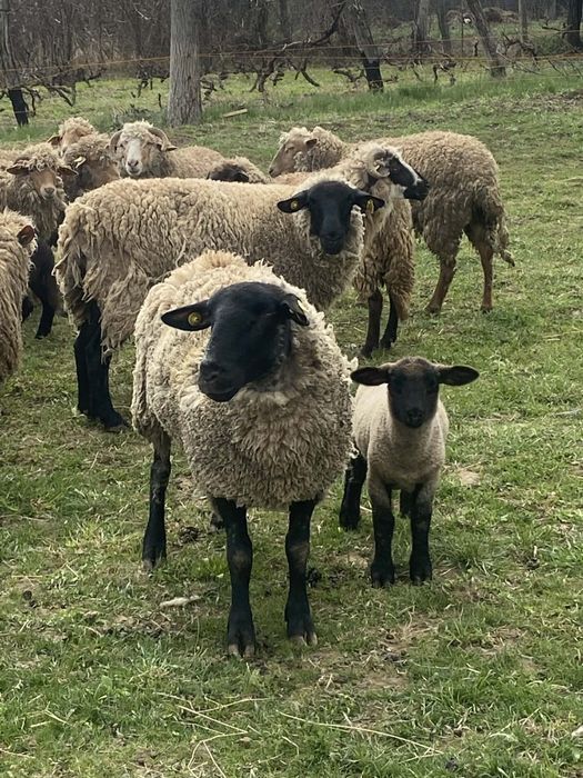 Vând 2 oi și un miel suffolk