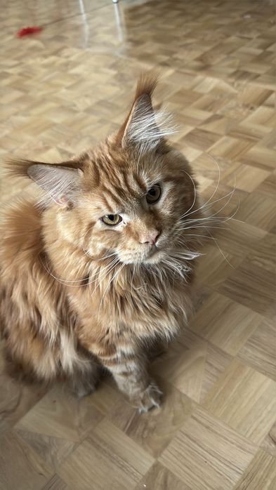 Кот мейн кун на вязку