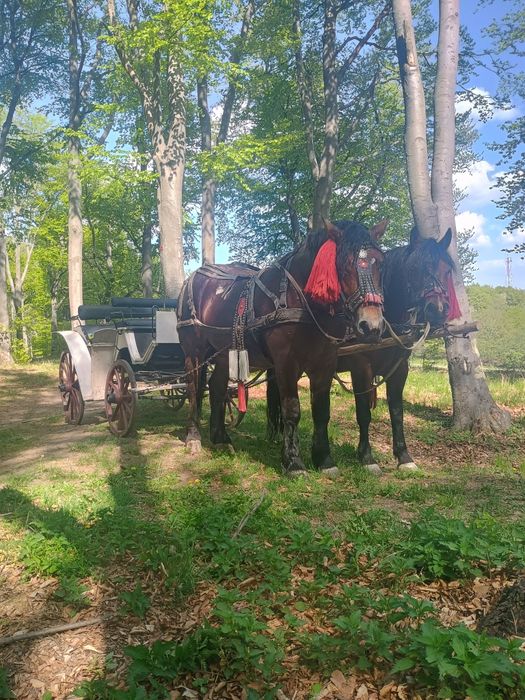 Vând manz de doi ani