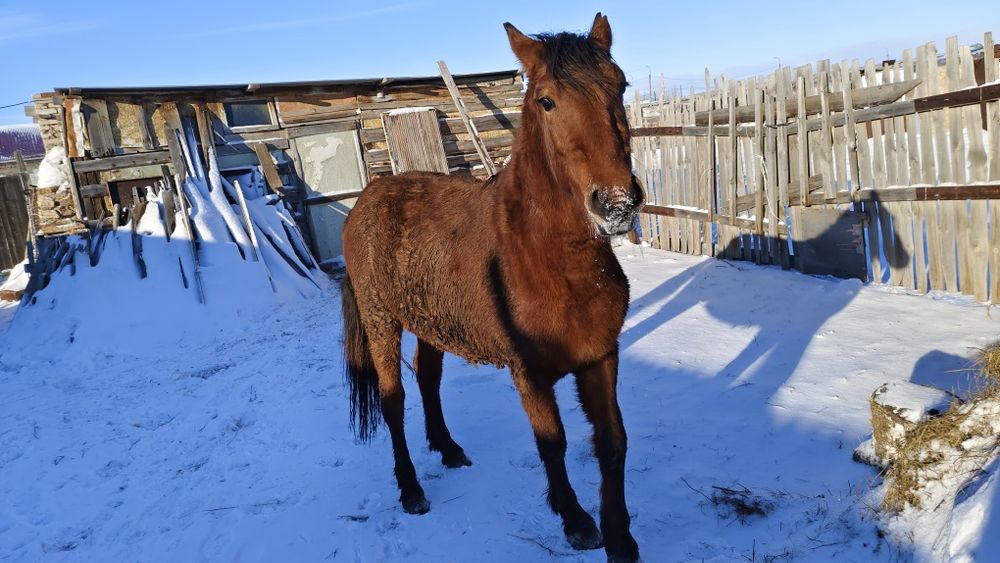 Продам коня на откорме