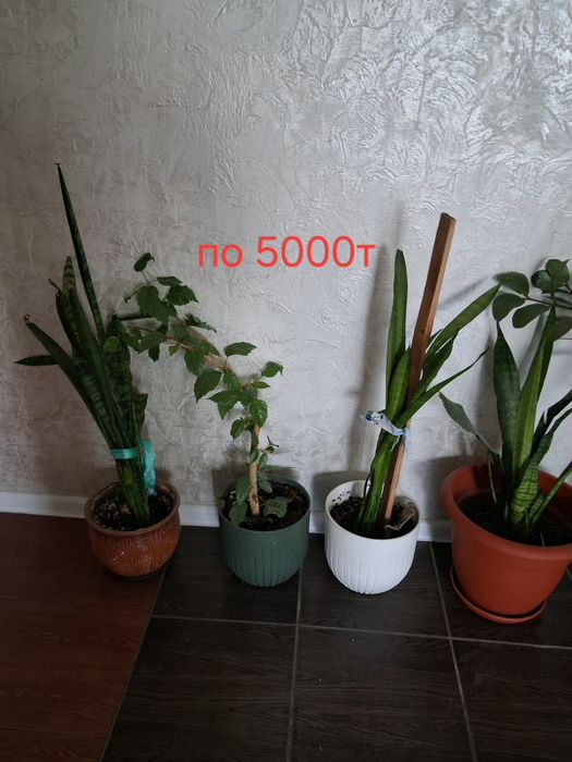 Много комнатных цветов