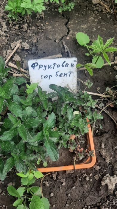 Мята с разными ароматами.