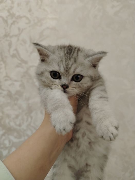 Серебристая шиншилла табби