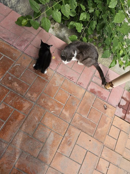 Мама с котятами в добрые руки!