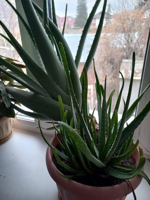 Алоэ вера продам