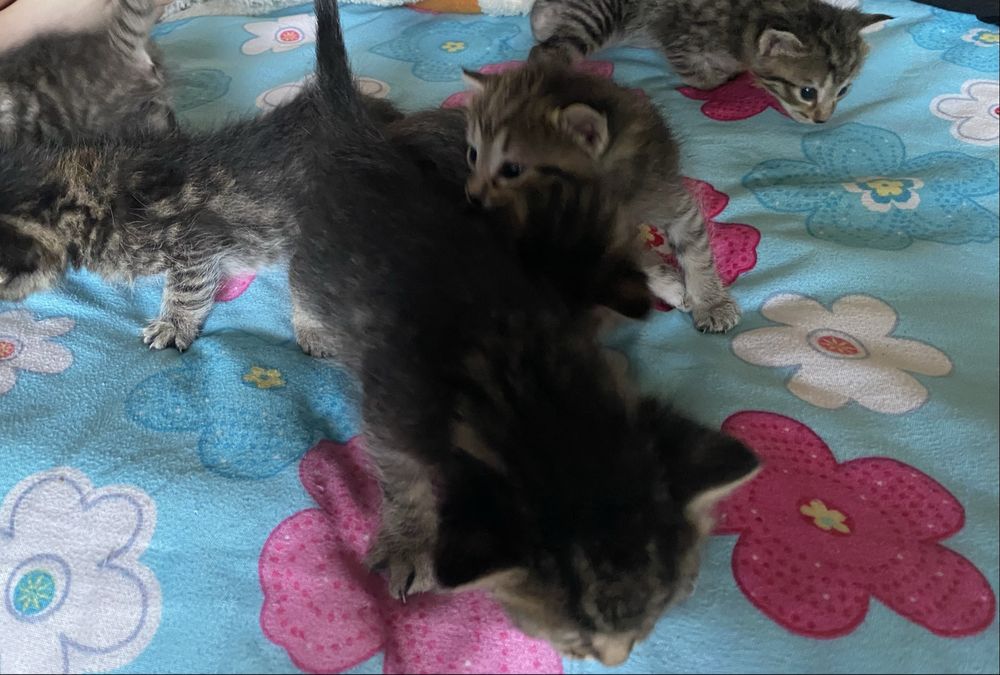 отдам котят окрас-табби