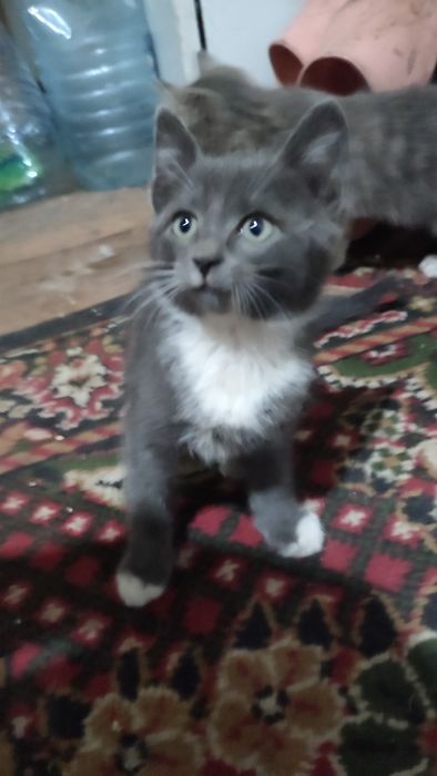 Отдаю Котят в добрые руки