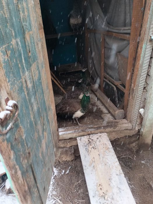 Продам павлина самки