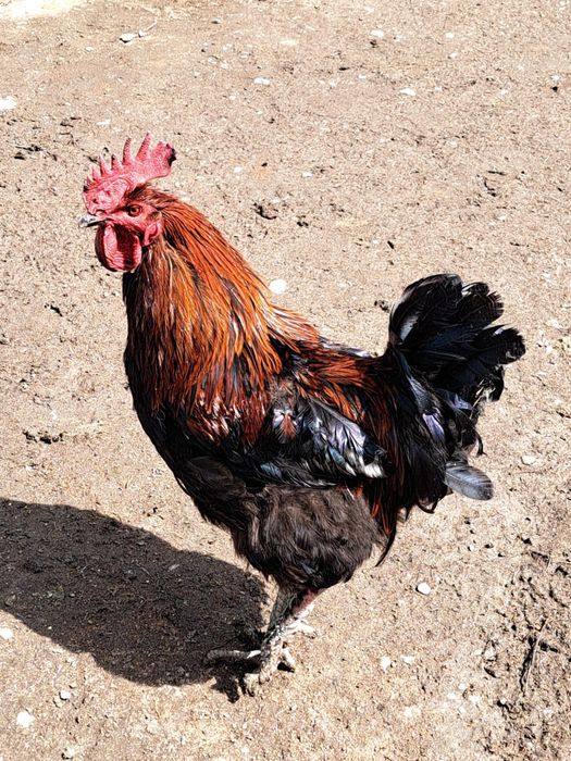 Cocosi marans si australop