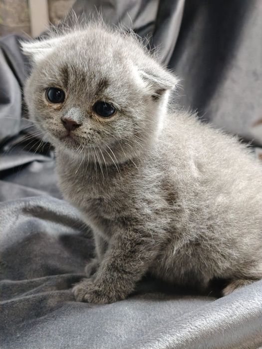 Продам шотландских котяток