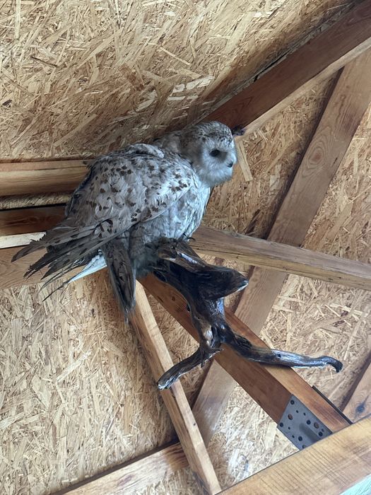 Продам орел сава