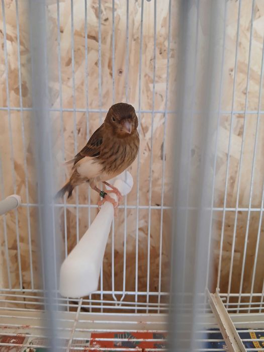 Vand Canari tineri