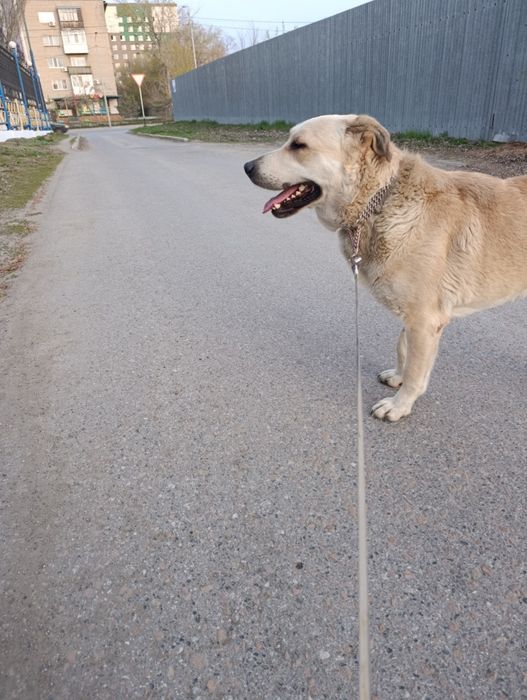 Ищу дом для малыша в 50 кг.