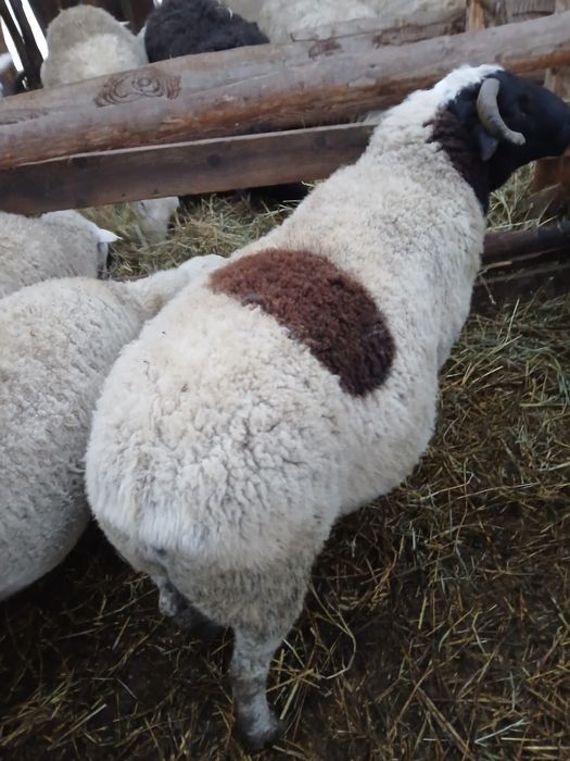 Vand sau schimb cu o oaie dorper.berbecul are 2 ani
